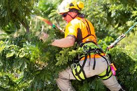Best tree trimming company